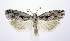  ( - jflandry0369)  @14 [ ] Copyright (2007) Unspecified Canadian National Collection