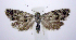  ( - jflandry0740)  @13 [ ] CreativeCommons - Attribution (2010) Unspecified Centre for Biodiversity Genomics