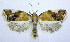  (Clepsis persicana - jflandry0697)  @15 [ ] Copyright (2007) Unspecified Canadian National Collection