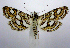  ( - jflandry0464)  @14 [ ] Copyright (2007) Unspecified Canadian National Collection