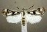  (Parapoynx maculalis - jflandry0336)  @15 [ ] Copyright (2007) Unspecified Canadian National Collection