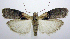  (Sciota basilaris - jflandry0443)  @15 [ ] Copyright (2007) Unspecified Canadian National Collection