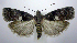  ( - jflandry0841)  @14 [ ] Copyright (2007) Unspecified Canadian National Collection