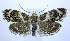  ( - jflandry0032)  @14 [ ] Copyright (2007) Unspecified Canadian National Collection