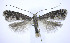  ( - jflandry0217)  @14 [ ] Copyright (2007) Unspecified Canadian National Collection