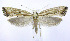  (Plutella porrectella - jflandry0321)  @15 [ ] Copyright (2007) Unspecified Canadian National Collection