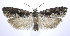  (Gretchena watchungana - jflandry0175)  @14 [ ] Copyright (2007) Unspecified Canadian National Collection