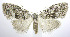  ( - jflandry0276)  @13 [ ] Copyright (2007) Unspecified Canadian National Collection