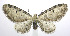  (Eupithecia ravocostaliata - jflandry0114)  @15 [ ] Copyright (2007) Unspecified Canadian National Collection