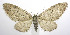  (Eupithecia swettii - jflandry0167)  @15 [ ] Copyright (2007) Unspecified Canadian National Collection