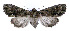  (Morrisonia - jflandry0177)  @15 [ ] Copyright (2007) Unspecified Canadian National Collection