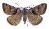  (Caenurgina crassiuscula - jflandry0131)  @15 [ ] Copyright (2007) Unspecified Canadian National Collection