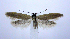  ( - jflandry0745)  @13 [ ] Copyright (2007) Unspecified Canadian National Collection
