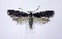  (Tinea croceoverticella - jflandry0816)  @14 [ ] Copyright (2007) Unspecified Canadian National Collection