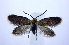  (Epimartyria auricrinella - jflandry0725)  @15 [ ] Copyright (2007) Unspecified Canadian National Collection