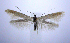  ( - jflandry0506)  @14 [ ] Copyright (2007) Unspecified Canadian National Collection