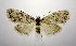  ( - jflandry0457)  @13 [ ] Copyright (2007) Unspecified Canadian National Collection