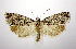  (Catastega aceriella - jflandry0458)  @15 [ ] Copyright (2007) Unspecified Canadian National Collection