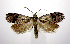  ( - jflandry0787)  @14 [ ] Copyright (2007) Unspecified Canadian National Collection