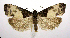  (Notocelia illotana - jflandry0414)  @14 [ ] CreativeCommons - Attribution (2010) Unspecified Centre for Biodiversity Genomics