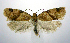  (Clepsis penetralis - jflandry0532)  @14 [ ] CreativeCommons - Attribution (2010) Unspecified Centre for Biodiversity Genomics