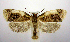  (Clepsis melaleucanus - jflandry0658)  @15 [ ] Copyright (2007) Unspecified Canadian National Collection