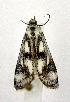  ( - jflandry0633)  @12 [ ] Copyright (2007) Unspecified Canadian National Collection