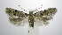  (Taygete attributella - jflandry0938)  @14 [ ] Copyright (2007) Unspecified Canadian National Collection