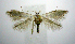  (Opostegoides scioterma - jflandry0874)  @13 [ ] Copyright (2007) Unspecified Canadian National Collection
