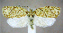  (Argyrotaenia quercifoliana - jflandry1063)  @15 [ ] Copyright (2007) Unspecified Canadian National Collection