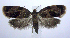  (Clepsis listerana - jflandry1027)  @14 [ ] Copyright (2007) Unspecified Canadian National Collection