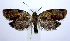  ( - jflandry1006)  @13 [ ] Copyright (2007) Unspecified Canadian National Collection