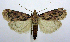  (Aglossa cuprina - jflandry1074)  @14 [ ] Copyright (2007) Unspecified Canadian National Collection