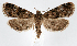  ( - jflandry1209)  @13 [ ] Copyright (2007) Unspecified Canadian National Collection