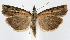  (Fissicrambus mutabilis PS2 - jflandry1219)  @14 [ ] Copyright (2007) Unspecified Canadian National Collection