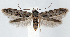  (Blastobasis taurusella - jflandry1308)  @15 [ ] CreativeCommons - Attribution (2010) Unspecified Centre for Biodiversity Genomics