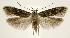  (Carpatolechia fugitivella - jflandry2085)  @15 [ ] Copyright (2007) Unspecified Canadian National Collection