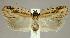  (Agonopterix atrodorsella - jflandry2109)  @15 [ ] Copyright (2007) Unspecified Canadian National Collection