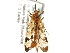 ( - BIOUG35238-C02)  @11 [ ] CreativeCommons - Attribution (2017) Unspecified Centre for Biodiversity Genomics