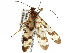  ( - BIOUG35238-C08)  @11 [ ] CreativeCommons - Attribution (2017) Unspecified Centre for Biodiversity Genomics