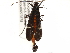  ( - BIOUG35238-H07)  @11 [ ] CreativeCommons - Attribution (2017) Unspecified Centre for Biodiversity Genomics