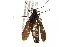  ( - BIOUG35238-H10)  @11 [ ] CreativeCommons - Attribution (2017) Unspecified Centre for Biodiversity Genomics
