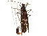  ( - BIOUG35238-H11)  @11 [ ] CreativeCommons - Attribution (2017) Unspecified Centre for Biodiversity Genomics