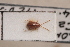  (Longitarsus refugiensis - MIS_LEM_MS_0000373)  @12 [ ] Unspecified (default): All Rights Reserved  Unspecified Unspecified
