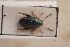  (Psylliodes thlaspis - MIS_LEM_MS_0000502)  @14 [ ] Unspecified (default): All Rights Reserved  Unspecified Unspecified