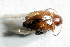 (Psylliodes sp - MIS_LEM_MS_0000551)  @14 [ ] Unspecified (default): All Rights Reserved  Unspecified Unspecified