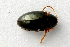  (Psylliodes gibbosus - MIS_LEM_MS_0000669)  @13 [ ] Unspecified (default): All Rights Reserved  Unspecified Unspecified