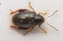  (Psylliodes pyritosa - MIS_LEM_MS_0000793)  @13 [ ] Unspecified (default): All Rights Reserved  Unspecified Unspecified