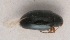  (Psylliodes toelgi - MIS_LEM_MS_0000798)  @13 [ ] Unspecified (default): All Rights Reserved  Unspecified Unspecified