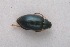  (Psylliodes isatidis - MIS_LEM_MS_0000858)  @13 [ ] Unspecified (default): All Rights Reserved  Unspecified Unspecified
